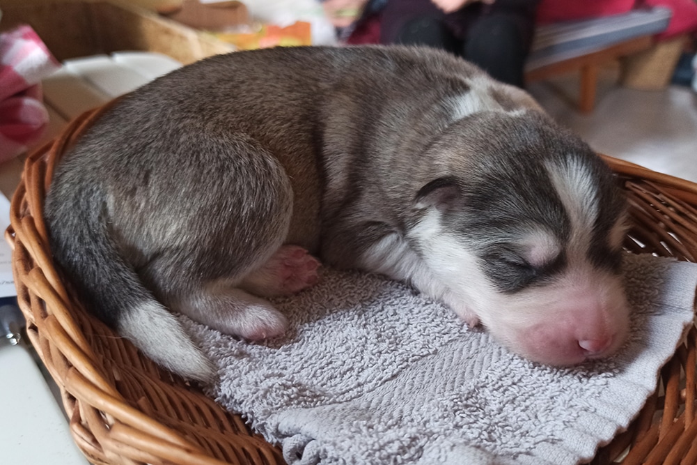 Floki